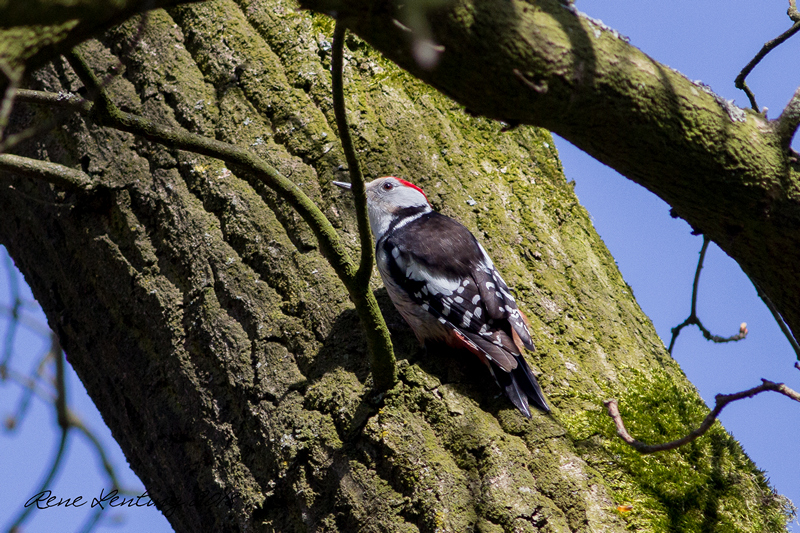 Middelste Bonte Specht